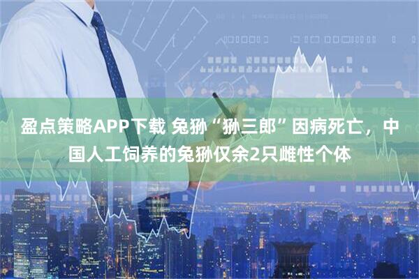 盈点策略APP下载 兔狲“狲三郎”因病死亡，中国人工饲养的兔狲仅余2只雌性个体